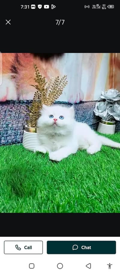 Persian cat for sale male or female my WhatsApp number 03294868556