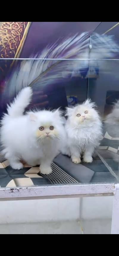 Quality Persian Punch face cat & kitten is03233614642Whatsapp