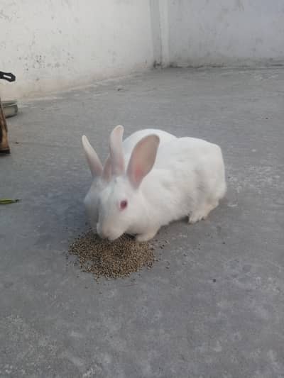 Rabbit pair