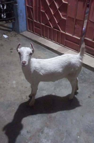 Codu Teddy Female Yellow Eyes