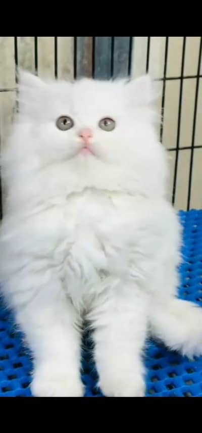 Quality Persian Punch face cat & kitten is03233614642Whatsapp