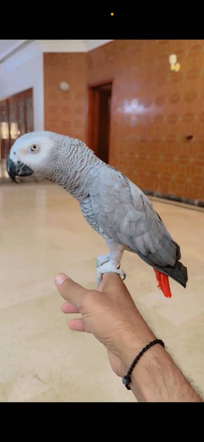 African Grey and Raw Ring Neck