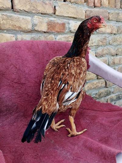 rampuri Aseel Madi 3Kg