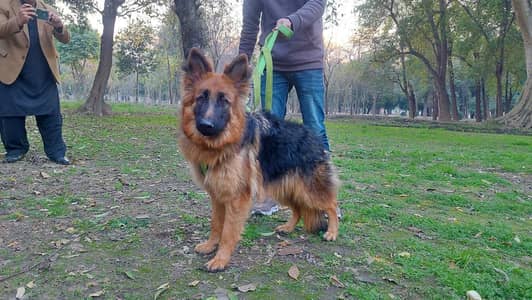Pure German Shepherd Pair, 10 months, Healthy and Vaccinated