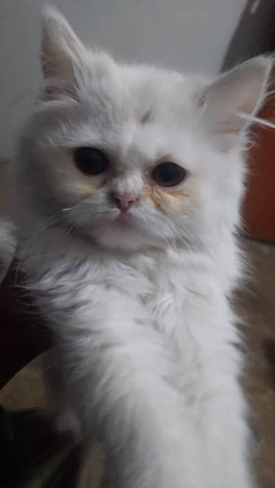 white  pure pursian female