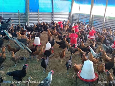 desi hen forsale