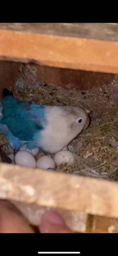 Ino Opaline Breeding Setup