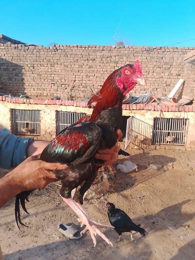 High quality mianwali aseel