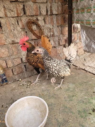 MashAllah beautiful pair sebright chicken 03227418296