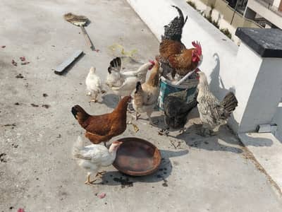 Desi home grown Golden Misri and Egyptian Fayoumi