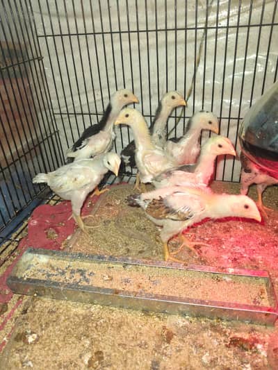 Shamo | Aseel Shamo | White Shamo | O Shamo | KIng Shamo | Shamo chick