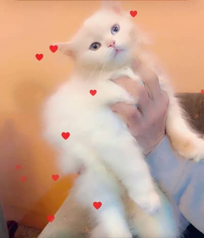 Gorgeous Playfull and Healthy White Persian Kittens for Sale