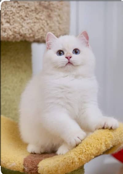 BRITISH SHORTHAIR KITTENS/ IMPORTED KITTENS/ BRITISH SHORTHAIR PAIR