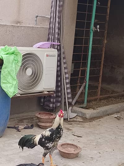 aseel murga for sale full healthy and active