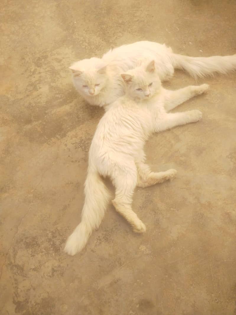 white Persian pair ( cat pair ) triple coated ( blue eyas cat for sale 0
