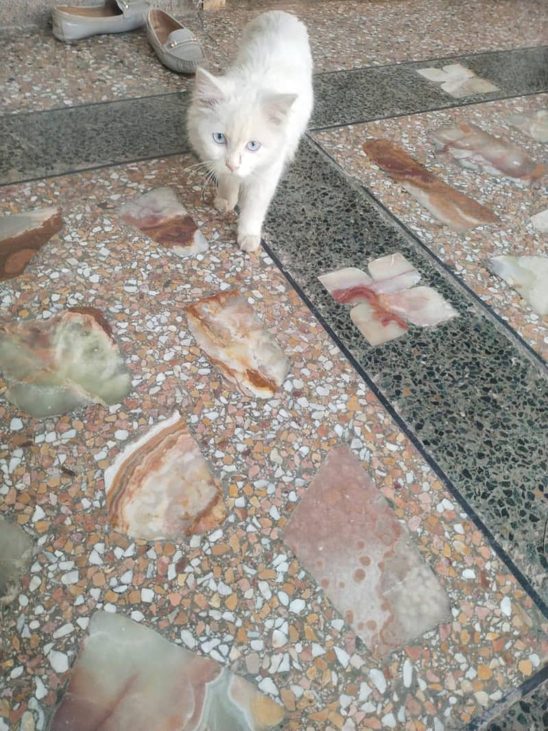 white Persian pair ( cat pair ) triple coated ( blue eyas cat for sale 2