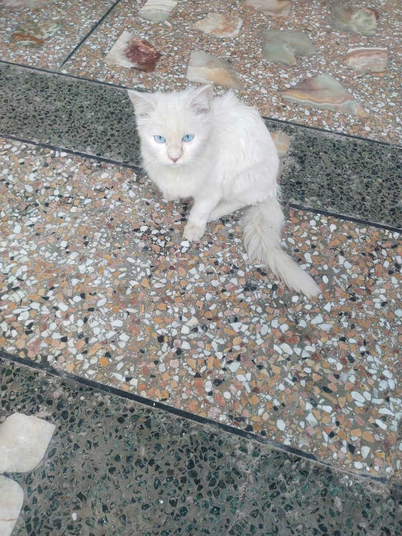 white Persian pair ( cat pair ) triple coated ( blue eyas cat for sale 3