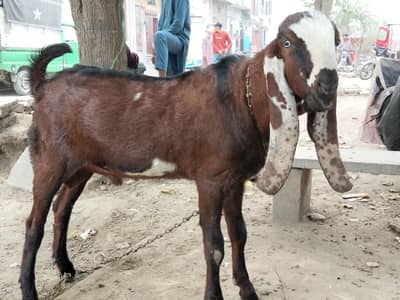 Betal Nagra Dabba bakra breader for sale
