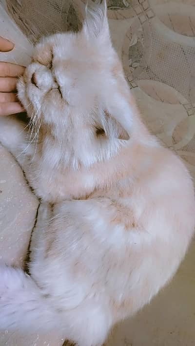 male cat for sale  2 years old