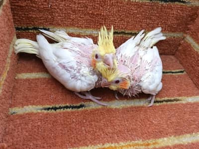 Cocktail Common white Red Eyes Chicks