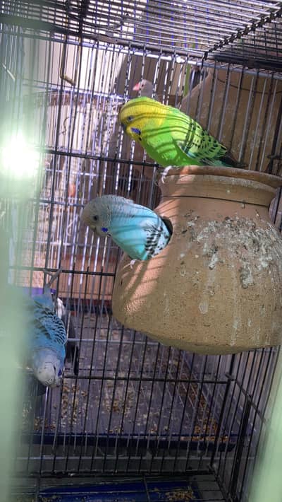 Budgies breeder pair