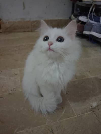 Persian kittens for sale