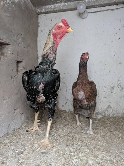 aseel pair / jawa / aseel jora / aseel pathiyan / aseel females / hen