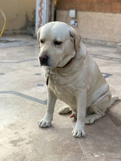 American Labrador great quality is ip for sale