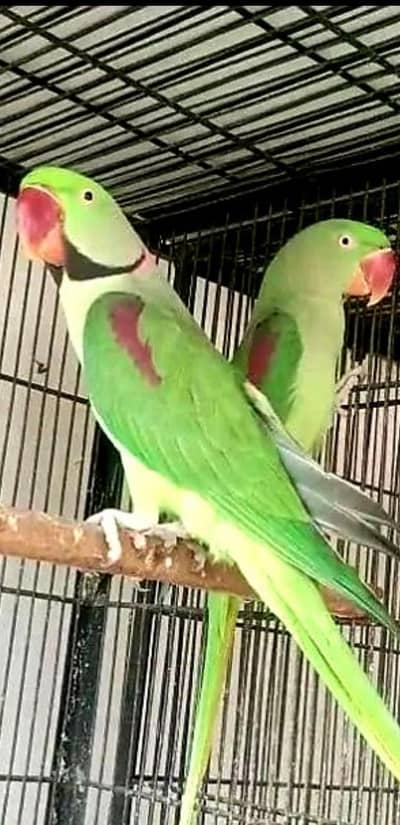 Raw Pure Kashmiri Breeder Pair