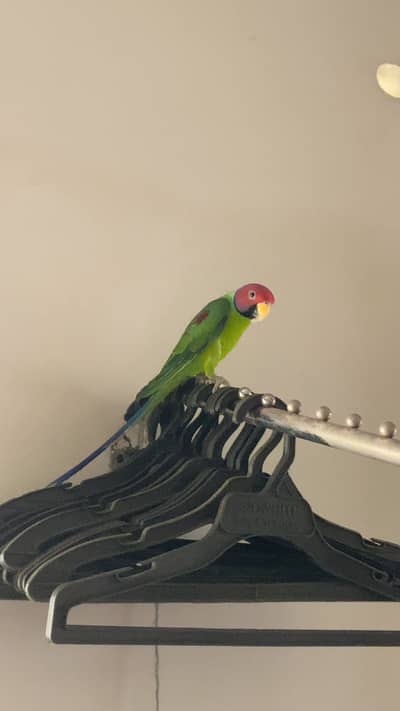 Plumhead male parrot