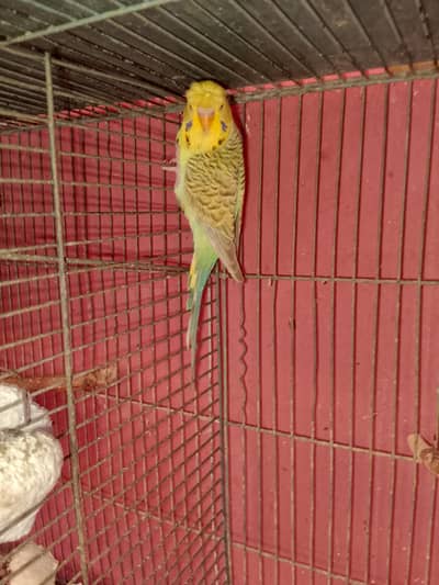 breeder rainbow red eye crested pair