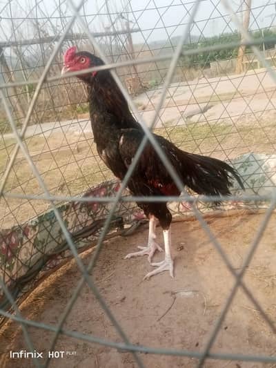 High quality  aseel patha for sale