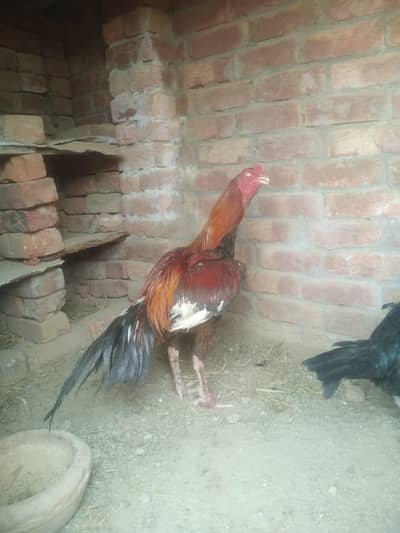 aseel sindhi long height or long tail patha  for sale