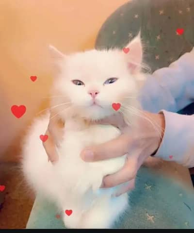 Persian female kitten for sale My WhatsApp number 03 25 022 67 56