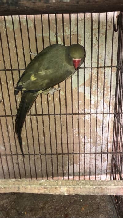 Olive Ringneck