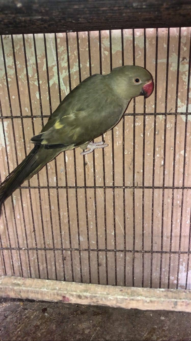 Olive Ringneck 1