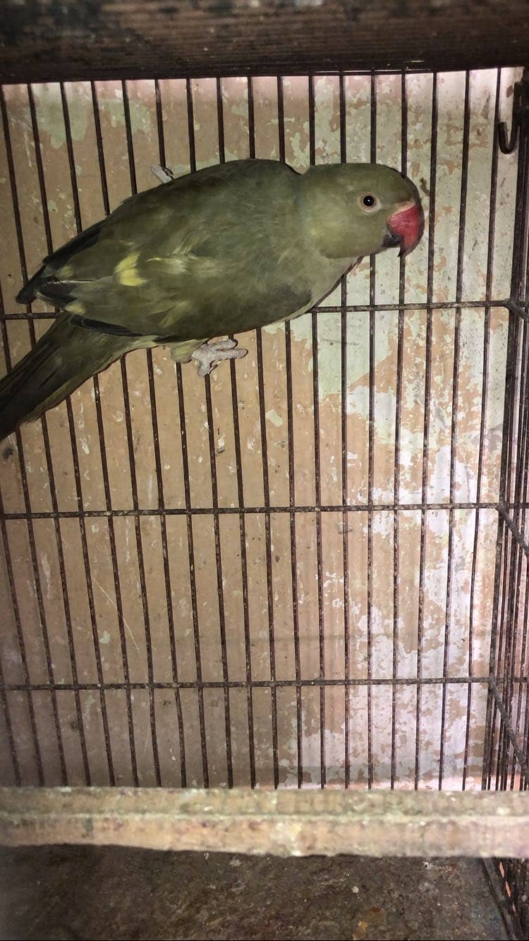 Olive Ringneck 2
