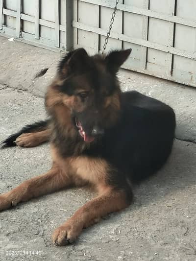 Meray bhai ne ye rakhi huwi thi wo bhaar chala gya or hum se care ni