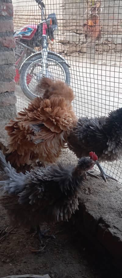 fertile and fresh eggs of frizzle polish