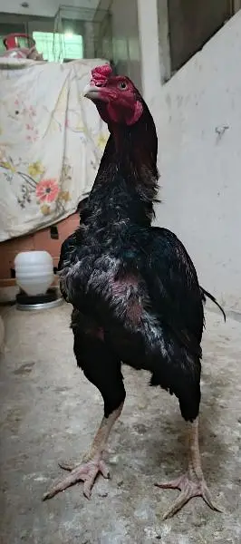 Aseel mianwali lakha murga old blood line — photo 2
