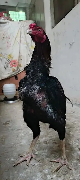 Aseel mianwali lakha murga old blood line — photo 4