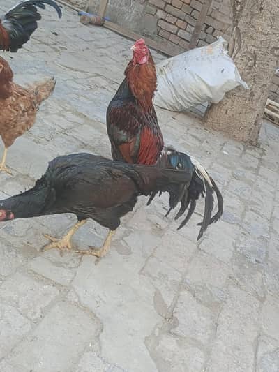 aseel cooks for sale