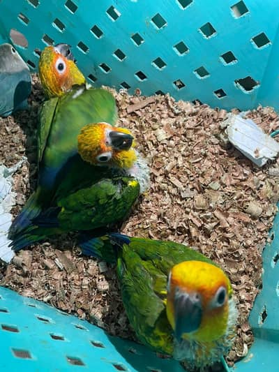 sun counre chicks for sell