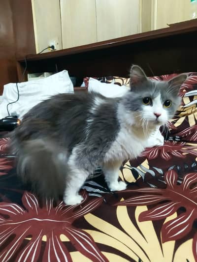 Persian Cat | Persian Kittens | Triple Coated Cat | Cat For Sale