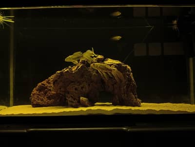 large aquarium for sale with fish