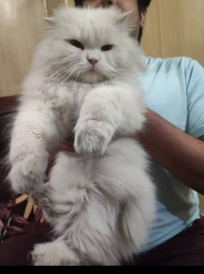 Persian Cat | Persian Kittens | Triple Coated Cat | Cat For Sale