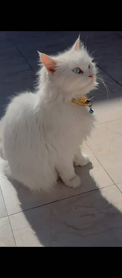 PERSIAN CAT IN LOW BUDGET