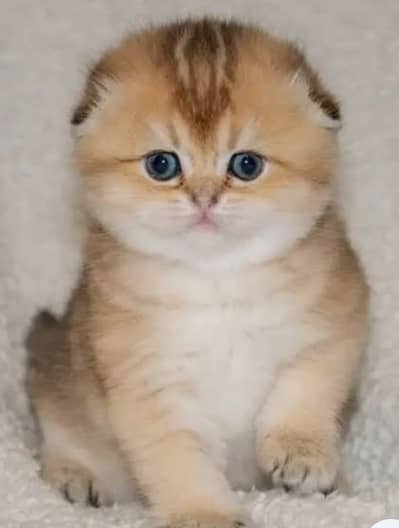 SCOTISH FOLD KITTENS/IMPORTED KITTENS / SCOTISH FOLD KITTENS PAIR