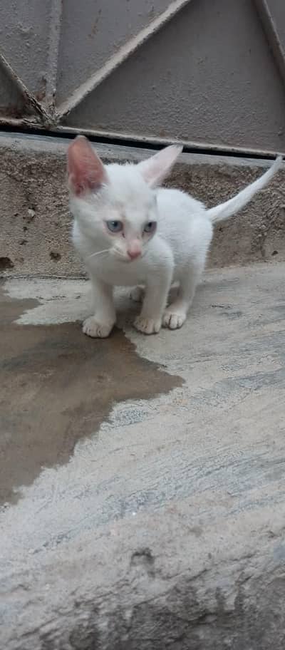 male cat free of course