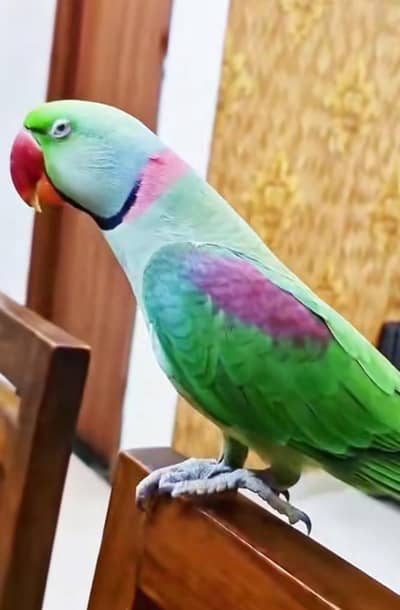 raw parrot for sale male female available my Whatpp number 03457084434
